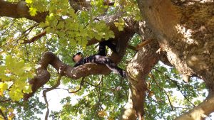 man in a tree