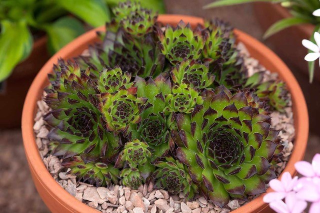 succulent plant in a pot